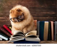 clever-pomeranian-dog-book-sheltered-260nw-620037350