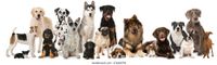 group-dogs-isolated-on-white-260nw-476606794